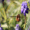 fly lifespan