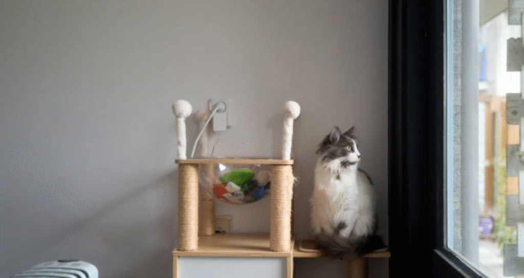 cat staring at window