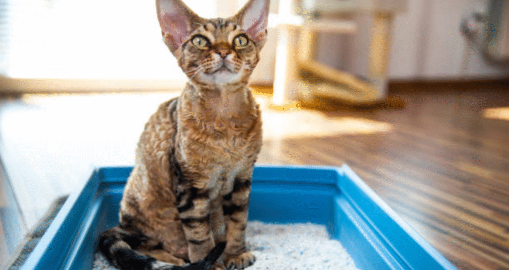 cat sitting in litter box