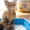 cat sitting in litter box
