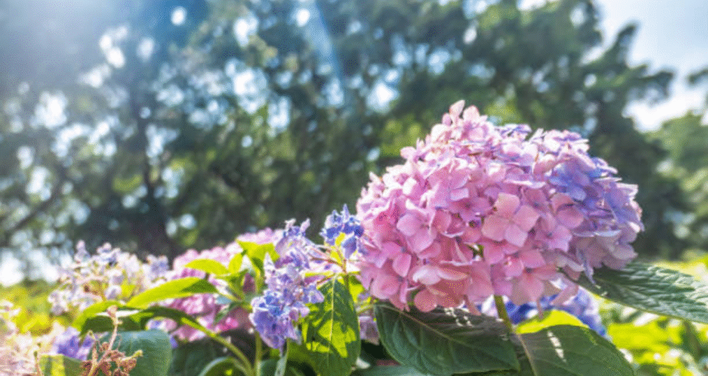 hydrangea under sunlight