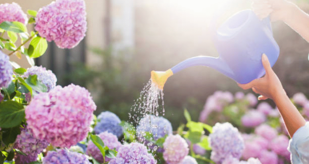 watering hydrangeas bloom in summer