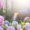 watering hydrangeas bloom in summer