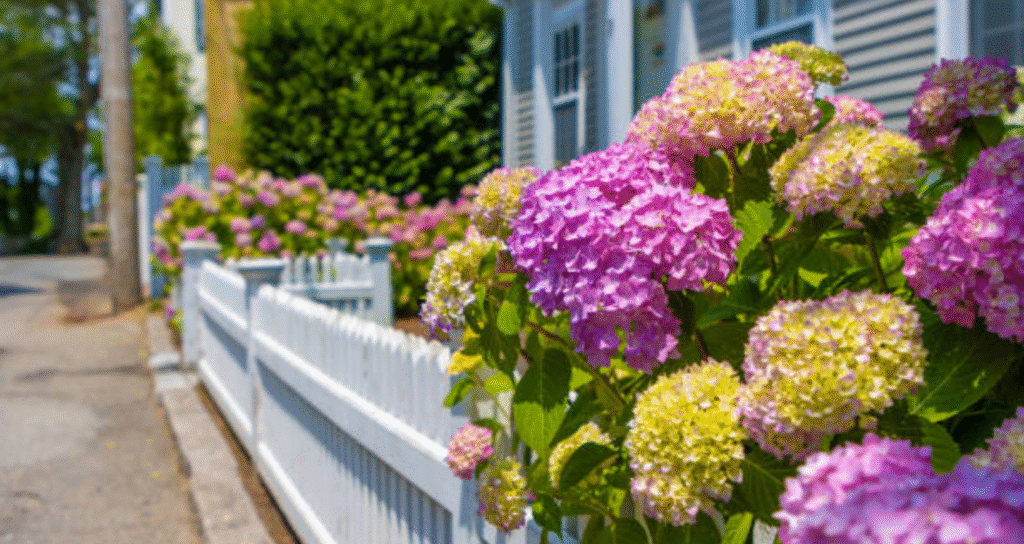 hydrangeas bloom