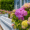 hydrangeas bloom