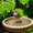 bird baths in garden