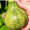 eight ball zucchini for summer squash
