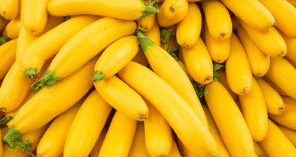 yellow summer squash