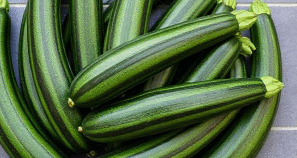Costata Romanesco Zucchini for summer squash