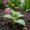 fertilising lamb's ear plant
