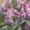 lilac bush with buds