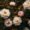 peony plants in fall garden