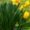 tulip and daffodil foliage in fall