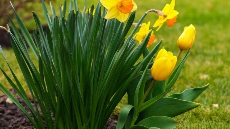 tulip and daffodil foliage in fall