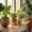 Indoor plants in ceramic and terracotta pots on a wooden shelf with natural sunlight
