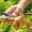 Disinfecting garden pruners with alcohol