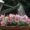 Watering petunias in a ceramic pot with a watering can