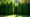 privacy shrubs creating natural living fence