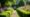 boxwood shrubs used for garden borders