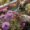 gardener deadheading asters