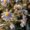 foster kissed asters