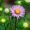 newly bloomed asters buds