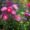 full bloomed asters