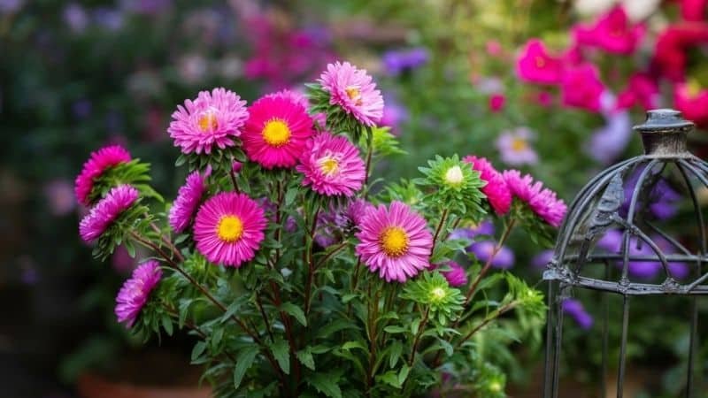 full bloomed asters