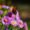 butterfly on a blooming purple aster