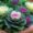 kale and cabbage in shades of purple, green, and white