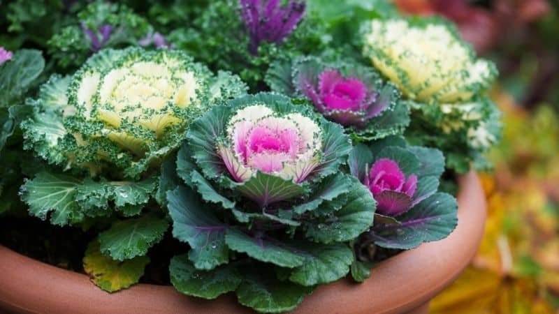 kale and cabbage in shades of purple, green, and white