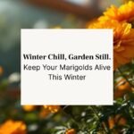 bright orange and yellow marigold flowers