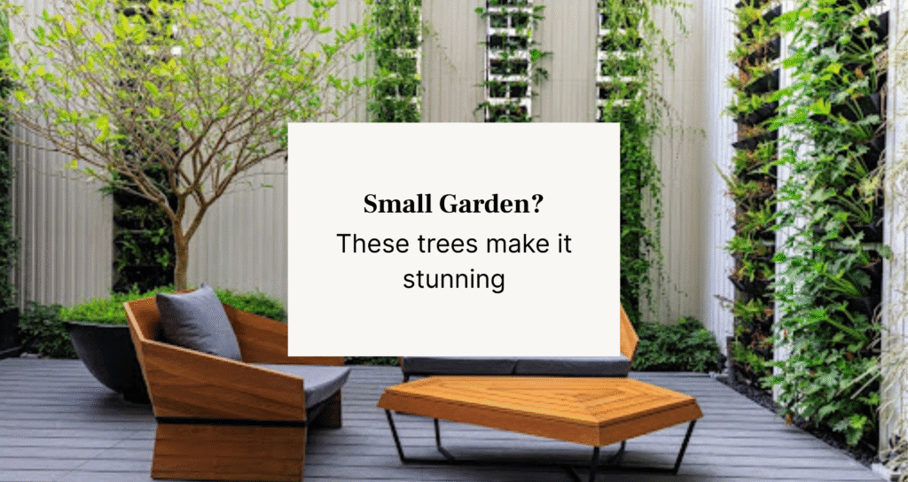 home garden with outdoor plants and furniture