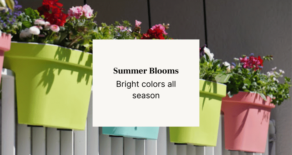 Plants pots outdoor in sunlight