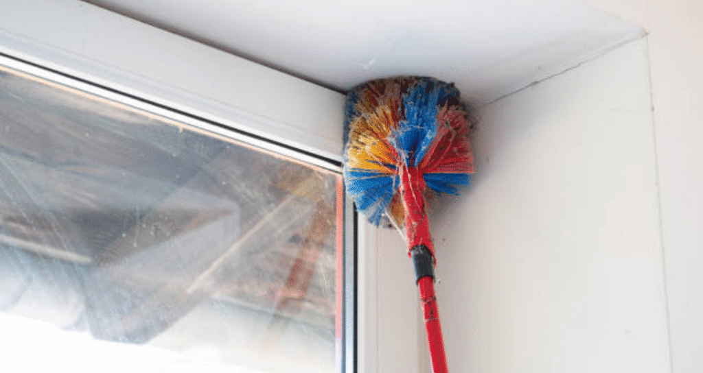spider nests