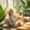 women feeling relaxed surroundings cover with feng shui and plants.